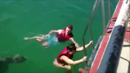 Dolphins are perverse animals