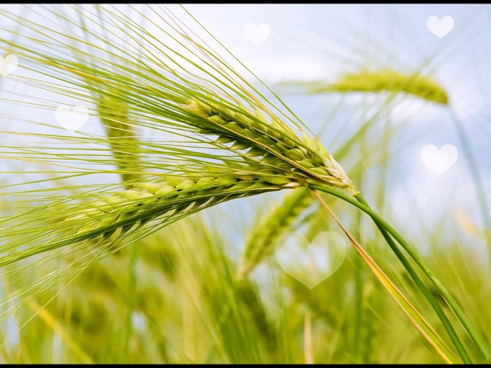 GÖZYAŞLARIM ÇARE DEĞİL - BUĞDAY TANESİ