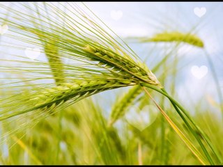 GÖZYAŞLARIM ÇARE DEĞİL - BUĞDAY TANESİ