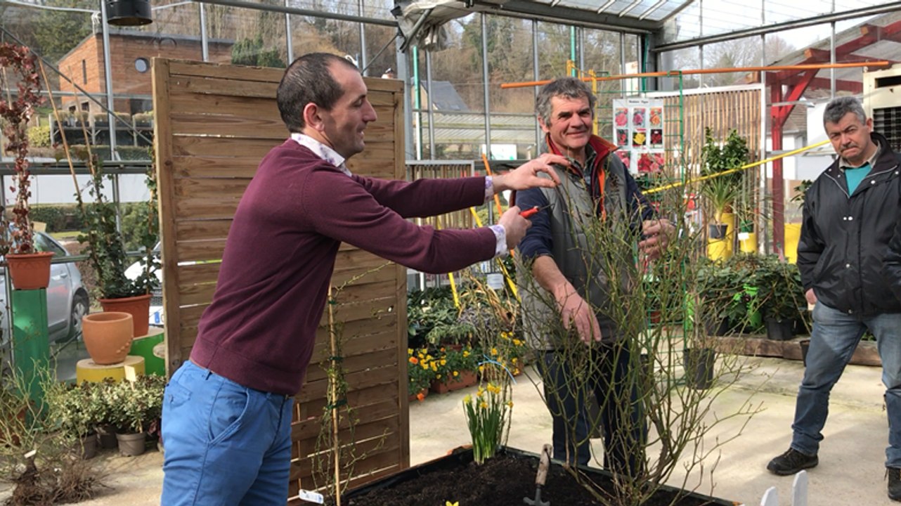 A quelle hauteur tailler ses rosiers?