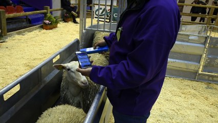 Les ovinpiades : trier des moutons avec une puce