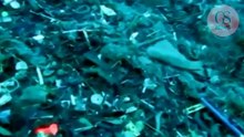 La fosse des Mariannes touchée par la pollution humaine