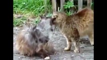 Funny cats and dogs - The Best Cat Fights - Brutal and Funny Cat Fights 2015 - Best Cat Videos -