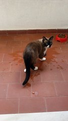 Give me Five Cat Cookie