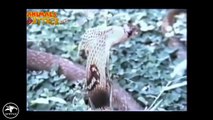 Eagle vs Snake Real Fight - Eagle Attack Snakes ☆ Amazing Animal - YouTube