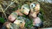 Wildlife Rescue Center saves parrot chicks from trafficking