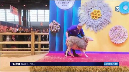 Salon de l'Agriculture : le concours du meilleur berger de France