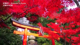 ［HD］Autumn colors in KYOTO JAPAN 秋の京都の紅葉　嵐山などの名所と清水寺のライトアップ 紅葉便り 日本の紅葉
