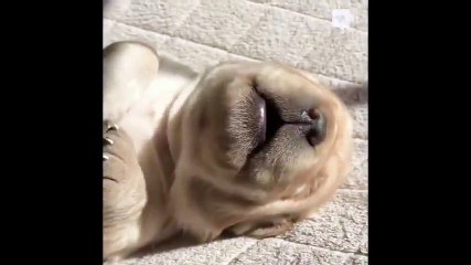 İki Haftalık Yavru Köpeğin Rüya Görmesi