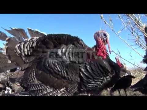 Report TV - Festat, Gjelat e Detit pushtojnë supestradën Lezhë-Shkodër