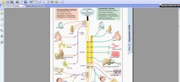 Easy Physiology - A.N.S - 1-Introduction & Autonomic Ganglia