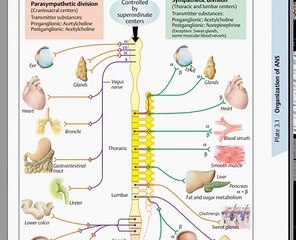 Easy Physiology - A.N.S - 3-Parasympathetic (Full)