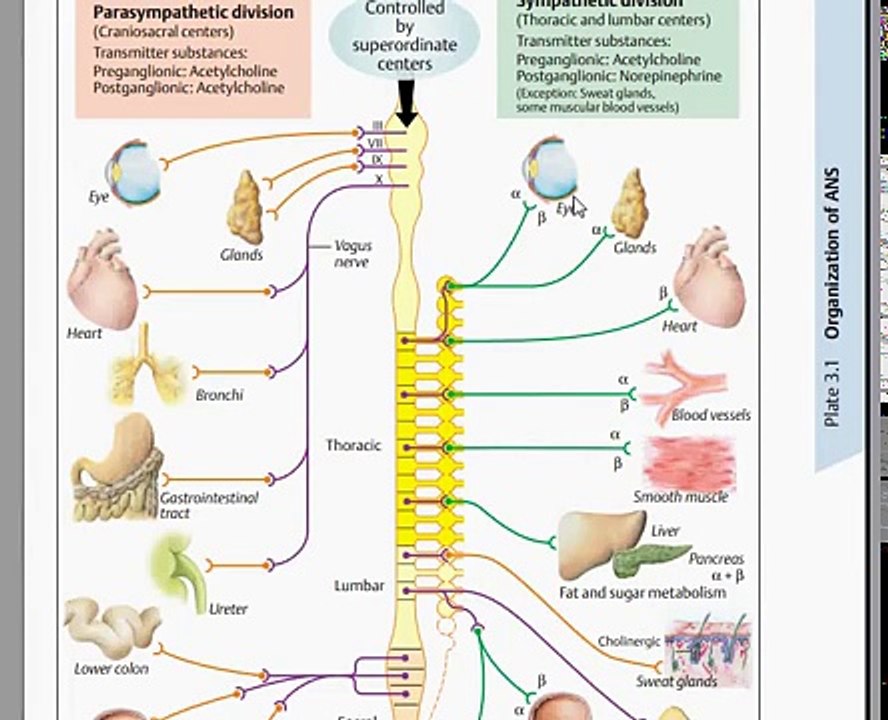 Easy Physiology - A.N.S - 3-Parasympathetic (Full)