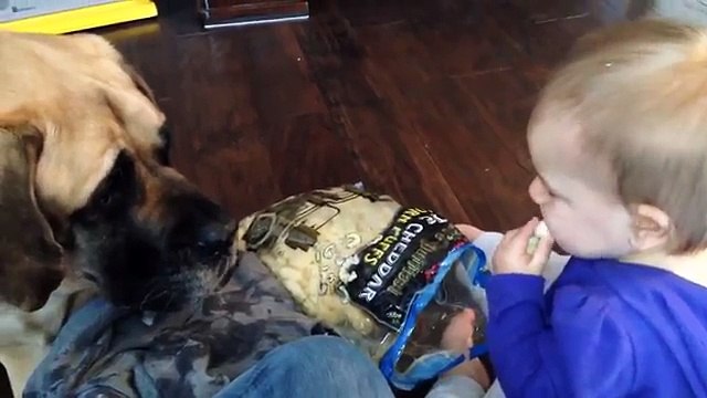 Kids & Animals Love Food! Funniest Hungry Animals, Clips & Compilation