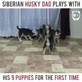 Siberian husky dad plays with his 9 puppies for the first time