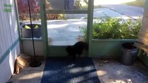 black catt so funny hihi