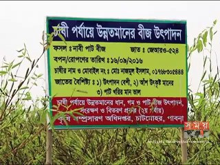 পাবনায় পাটের বীজ উৎপাদনে আগ্রহ বাড়ছে কৃষকদের