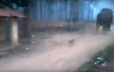 Minik Köpek Dev Fili Böyle Kovaladı