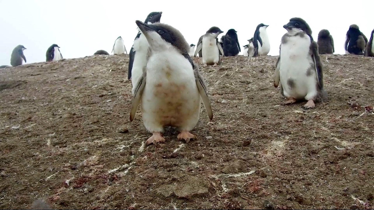 Antarctica penguins move south in search of cold