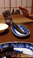 Un chat essaie d'attraper le poisson sur une table
