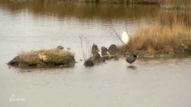 Le Marais breton et la baie de Bourgneuf classés site Ramsar