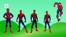 Fat spiderman 3d cartoon animation - Finger family song - Spiderman Nursery rhymes for Kid
