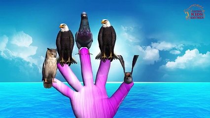 3D Farm Birds Finger Family Song | 3D Daddy Finger Animal Nursery Rhyme for Children