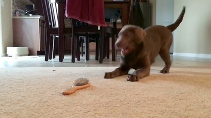 Why Does This Puppy Hate Brushes So Much?!?