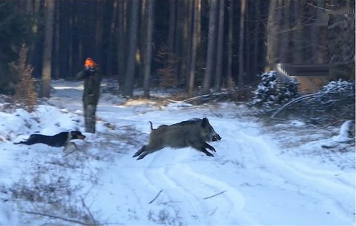hunting for wild boar-in-the-wild-new-2017