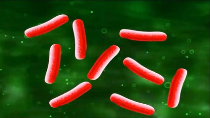Acidophilus