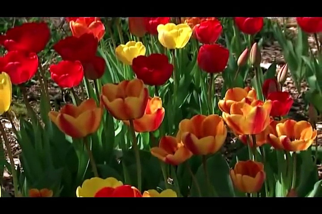 Scientific Proof that God Exists.....MUST MUST WATCH !!!!!