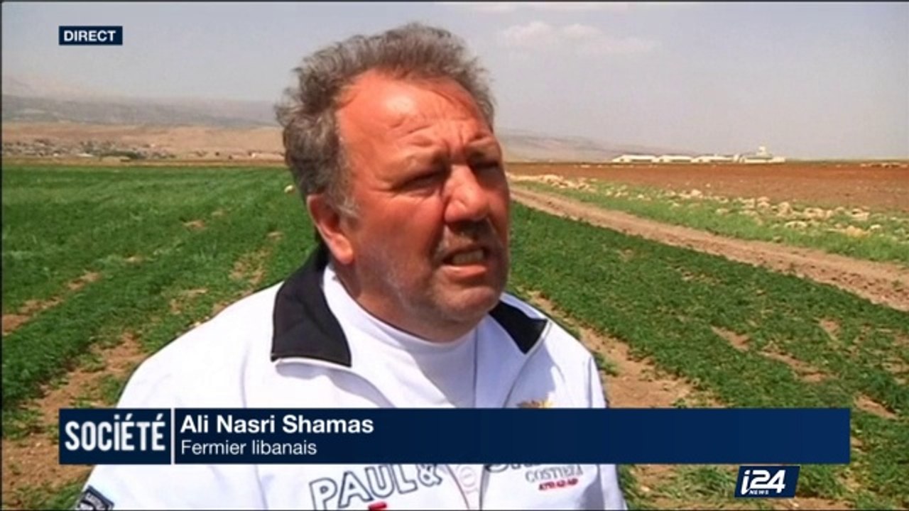 Le Hezbollah exploite les enfants de réfugiés syriens dans les champs