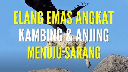 WOW !!! This eagle bird Able To Lift Goat & Dogs Nests