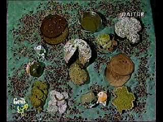 pistacchio in cucina