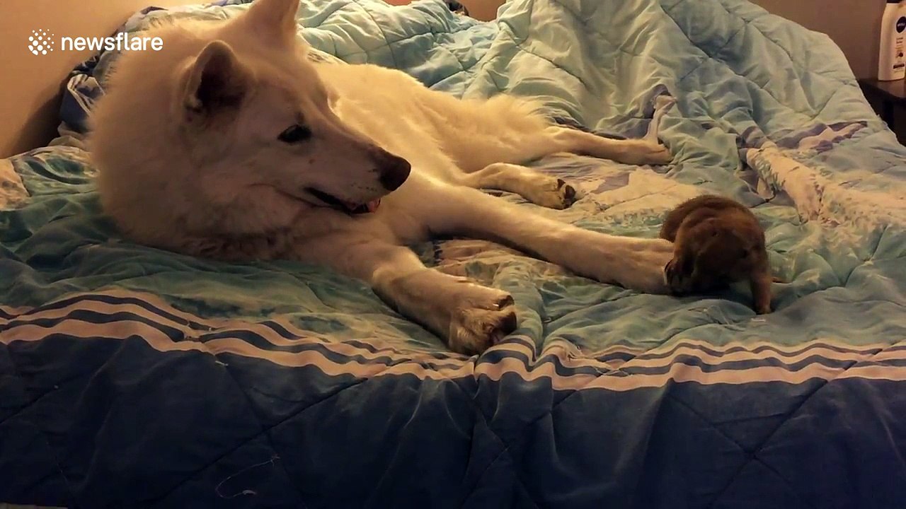 Wolf plays with prairie dog