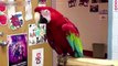 Funny PARROTS ★ 10 MINUTES of Funny Parrots! (HD) [Funny Pets]