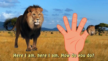 Finger Family Daddy Finger Lion Savane Animal | The Lion King Cartoons | Kids Nursery Rhymes