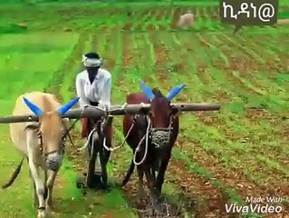 ኣብ ሓቀኛ ዛንታ ዝተሞርከሰት ወዲሰብ ብገንዘብ ጥራየ ዶ ይነብር