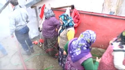 Kül Olan Ahırdan Hayvanlar Son Anda Kurtarıldı