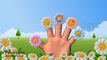 Finger Family Song│ #Nurseryrhymes #Fingerfamily Song │ Sunflower Finger Family