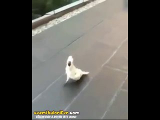 Köpeğin Daha Çok Sevildiğini Görünce Köpek Olmaya Karar Veren Papağan