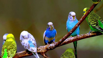 Budgerigar sounds