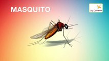 Learn Insects Names in English For Children