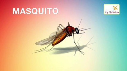 Learn Insects Names in English For Children
