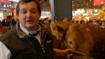 Le taureau du Limousin au Salon de l'Agriculture