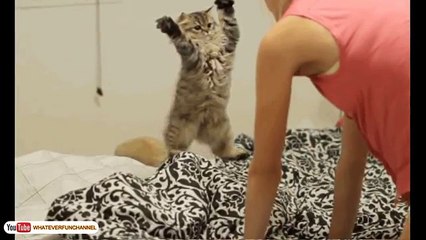 Funny Cat Vines - Short Funny Cats Videos
