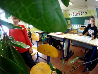 frères feuillus...... FARFELUS