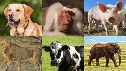 Learning Animals Names and Sounds for Toddlers Kids Children