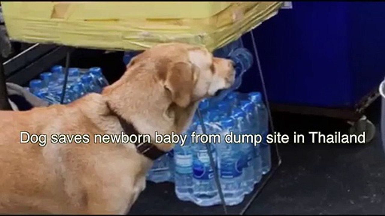 Pet Dog Save The Life of Born baby - Dog saves life of baby - Pet Dog does wonderful act - Video