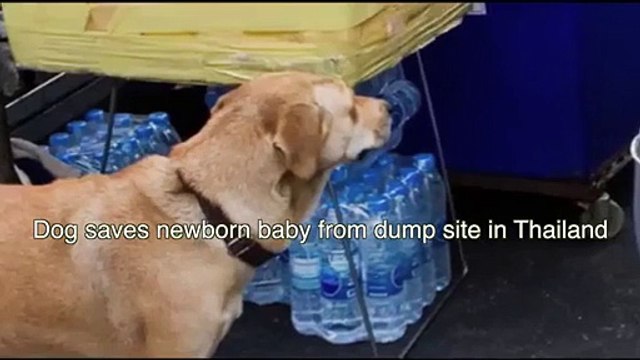Pet Dog Save The Life of Born baby - Dog saves life of baby - Pet Dog does wonderful act - Video